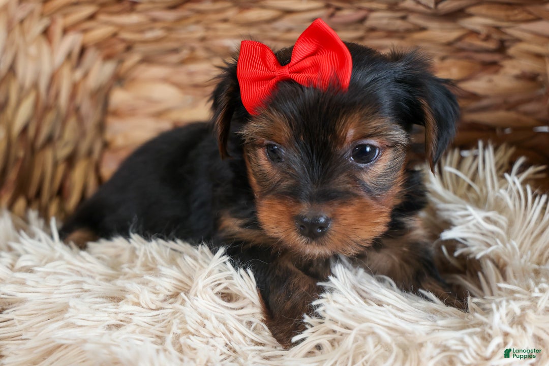 Yorkshire Terrier dogs for sale: CODY - Ad 5