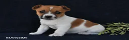 Jack Russell Terrier dogs for sale: Wanda - Ad 2