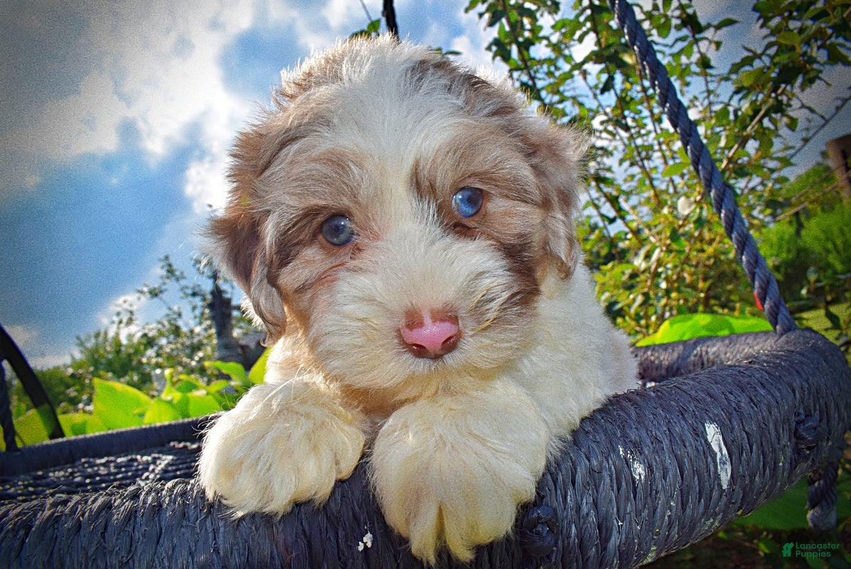 Havapoo dogs Simba - SUMMER SALE!! $100 off listed price-this week only!   - Ad 1