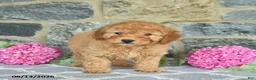 Miniature Poodle dogs for sale: Isaiah  - Ad 4