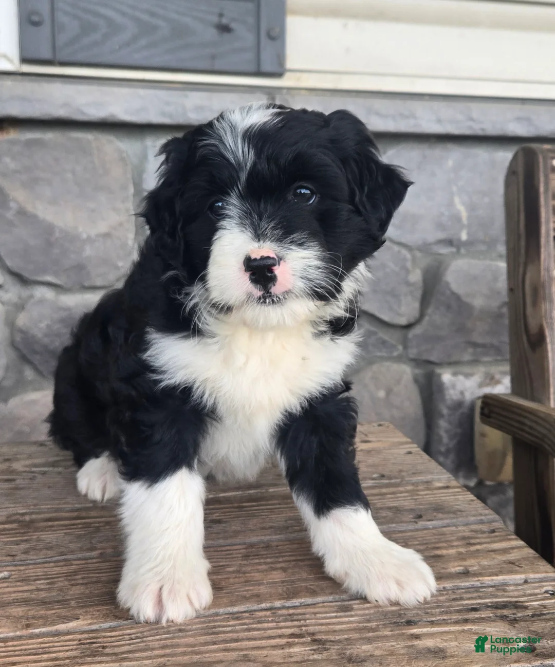 Mini Aussiedoodle dogs for sale: Patrick  - Ad 1