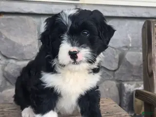 Mini Aussiedoodle dogs for sale: Patrick - Ad 2