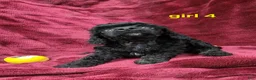 Toy Poodle dogs for sale: AKC black girl 4 - Ad 6