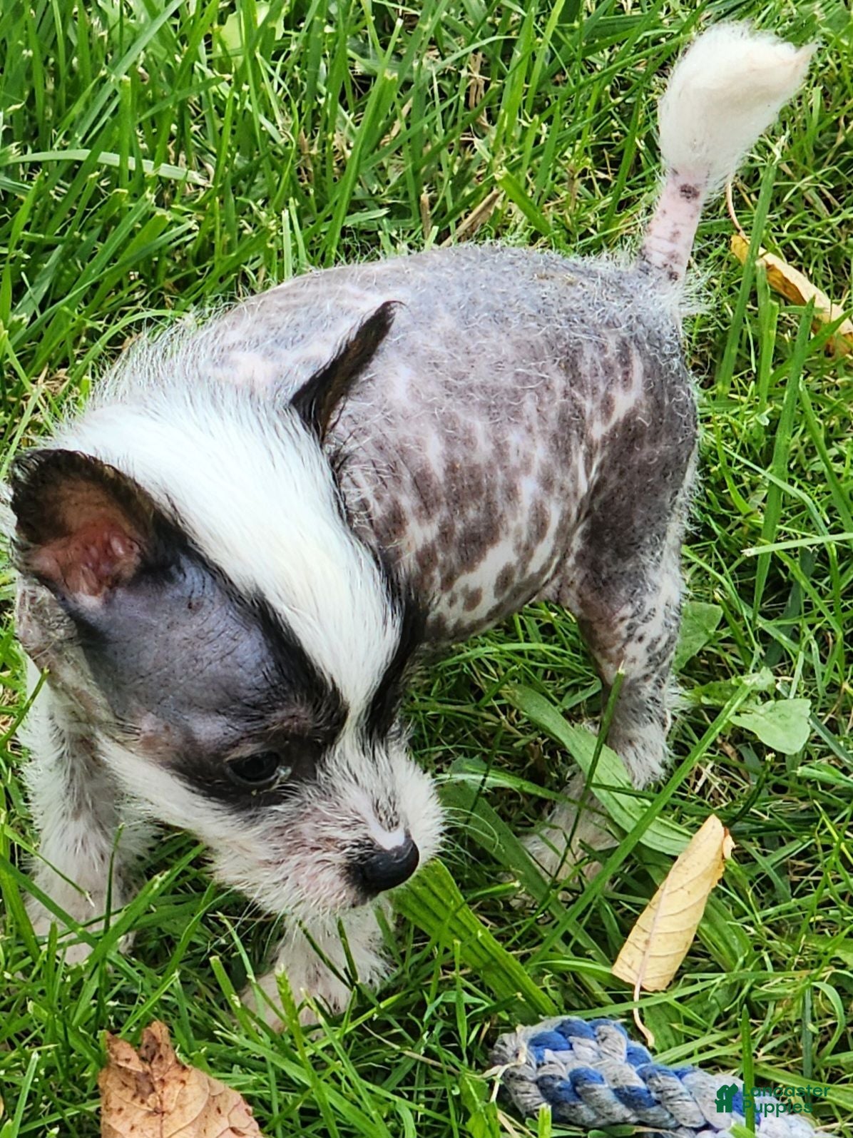Chinese Crested dogs Chinese Crested 1 - Ad 2