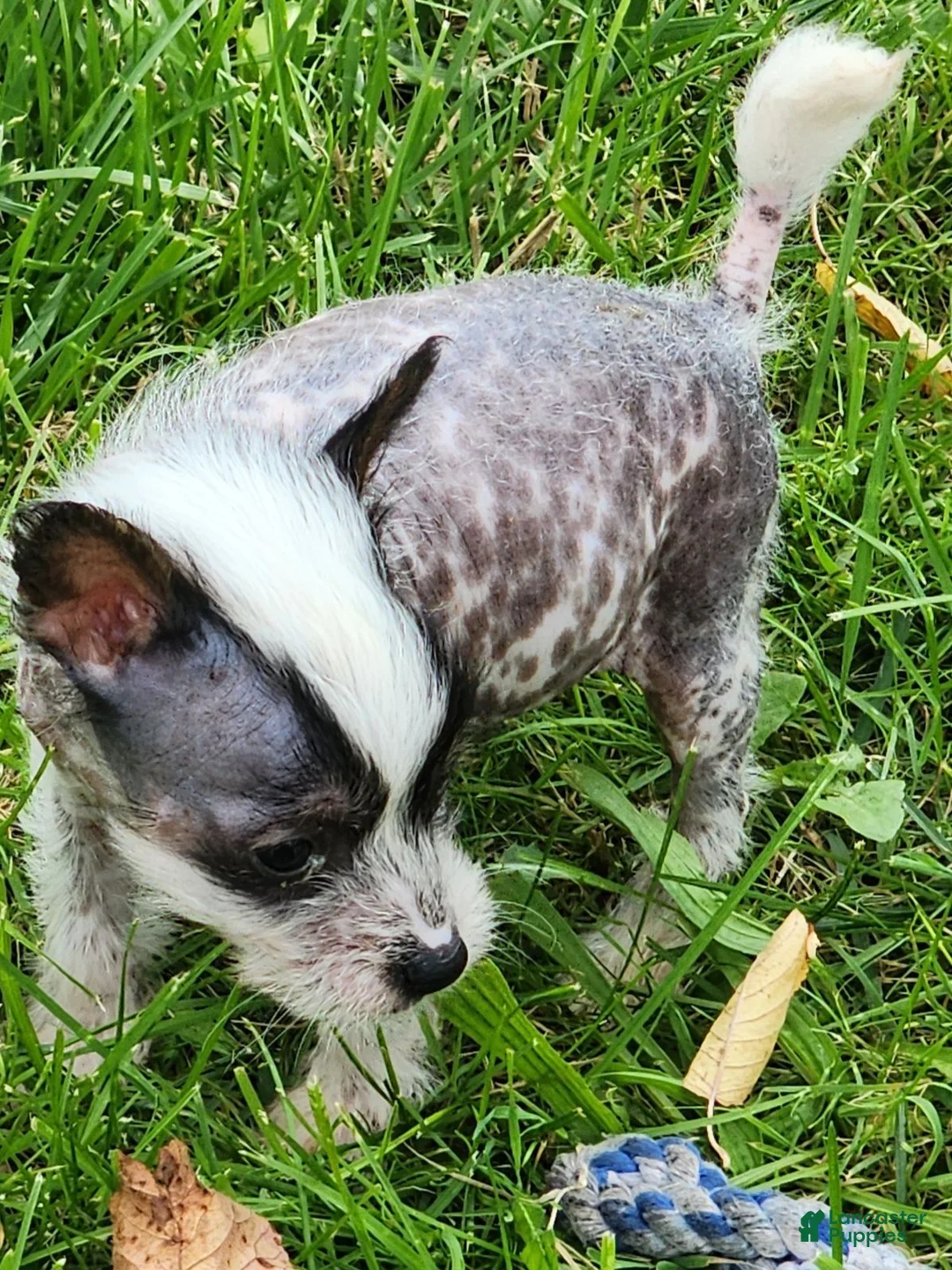 Chinese Crested dogs for sale: Chinese Crested 1 - Ad 2