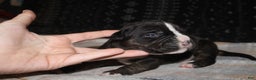 American Bully dogs for sale: Spunk - Ad 5