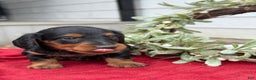 Miniature Dachshund dogs for sale: Eclair - Ad 6