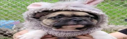 French Bulldog dogs for sale: S’mores Dark green  - Ad 4