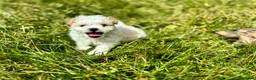 Shihpoo dogs for sale: Shihpoo 1 - Ad 2