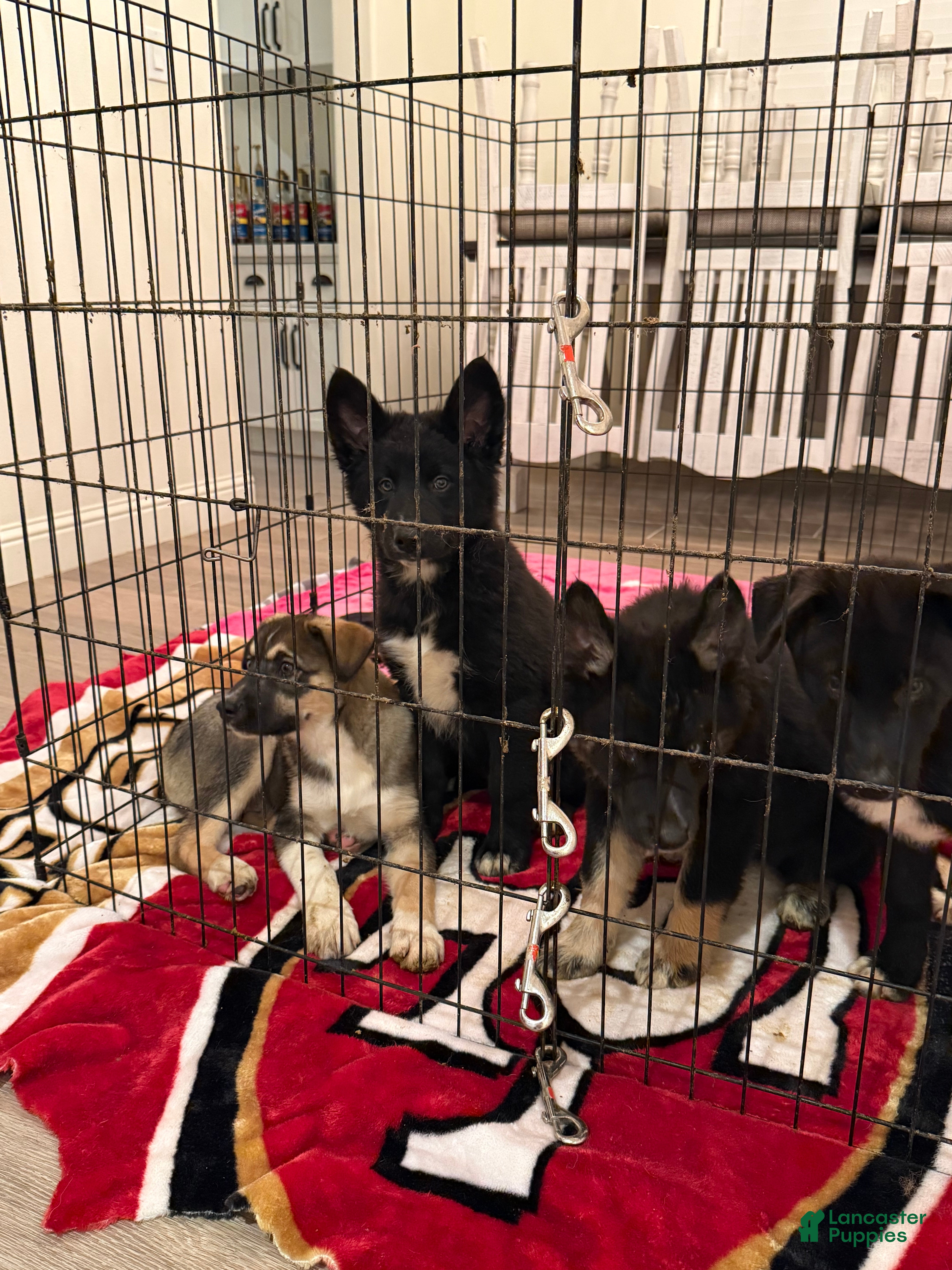 Mixed Breed dogs Dakota - Ad 2