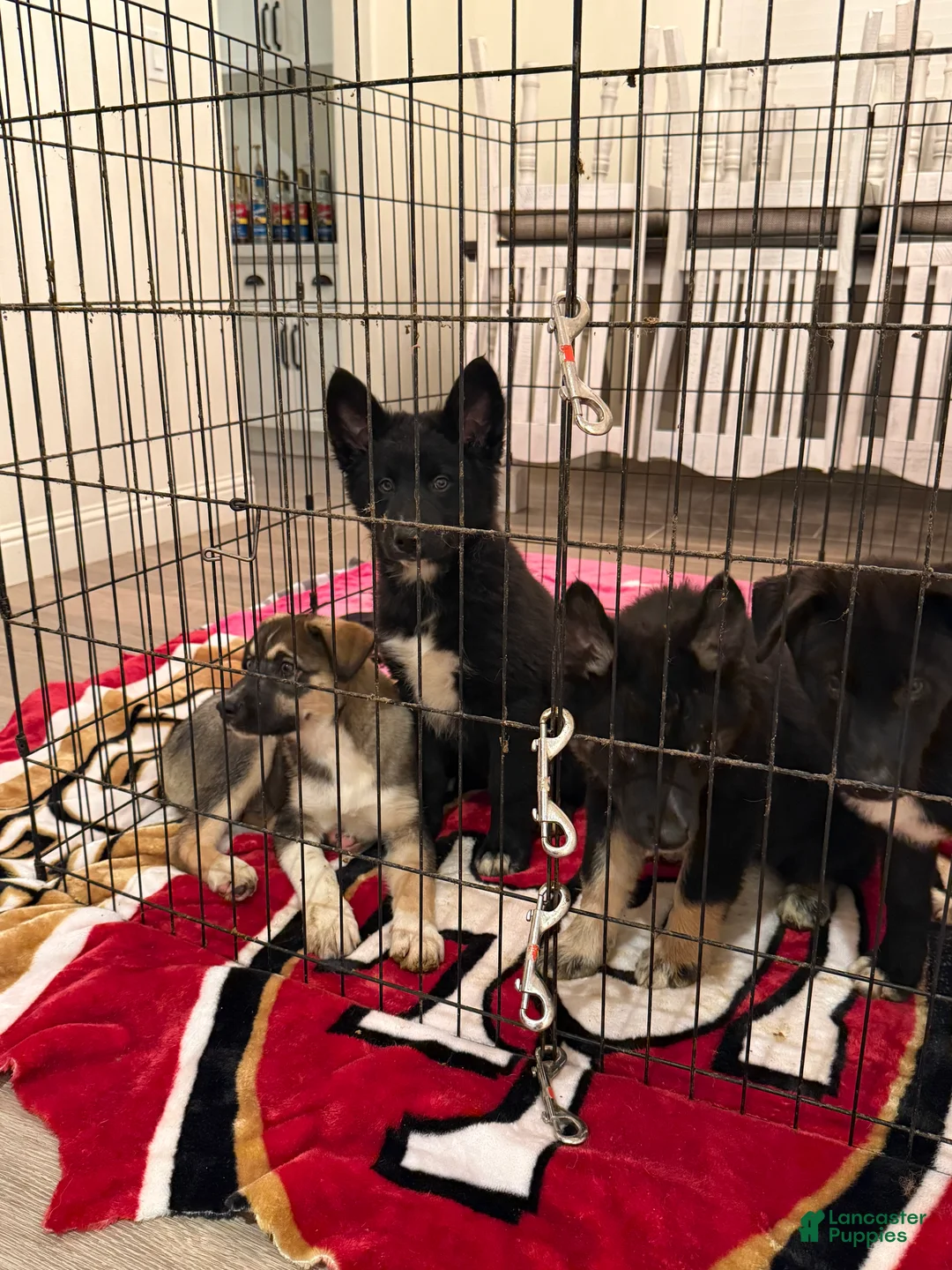 Mixed Breed dogs for sale: Dakota - Ad 2