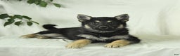 Gerberian Shepsky dogs for sale: Marigold - Ad 6
