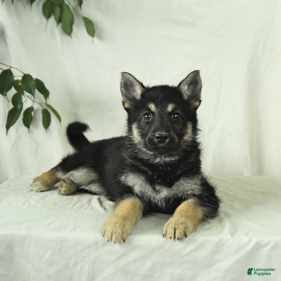 Gerberian Shepsky dogs for sale: Marigold - Ad 6