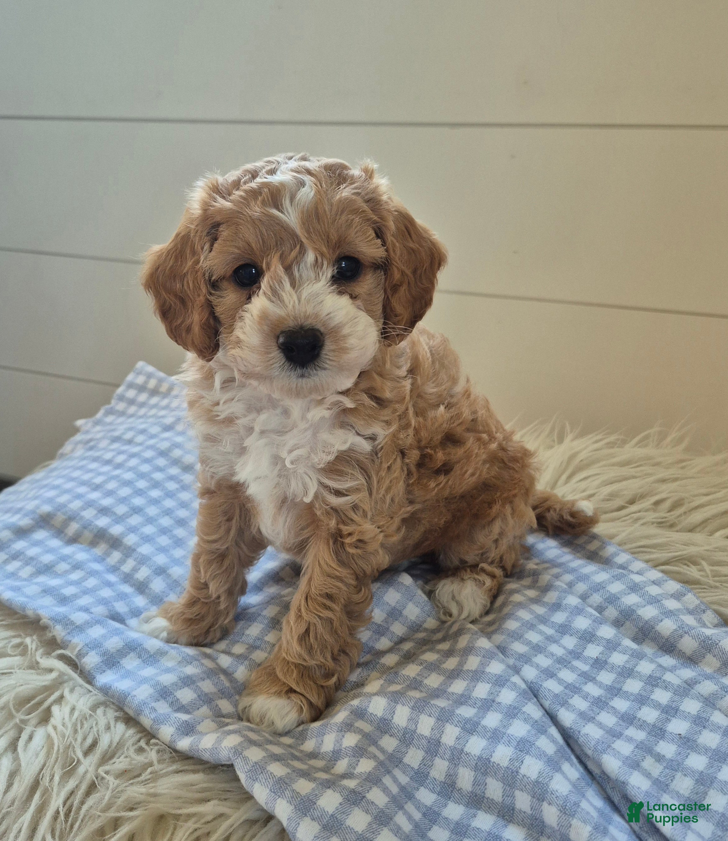 Cockapoo dogs for sale: Theo - Ad 2