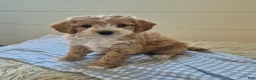 Cockapoo dogs for sale: Theo - Ad 2