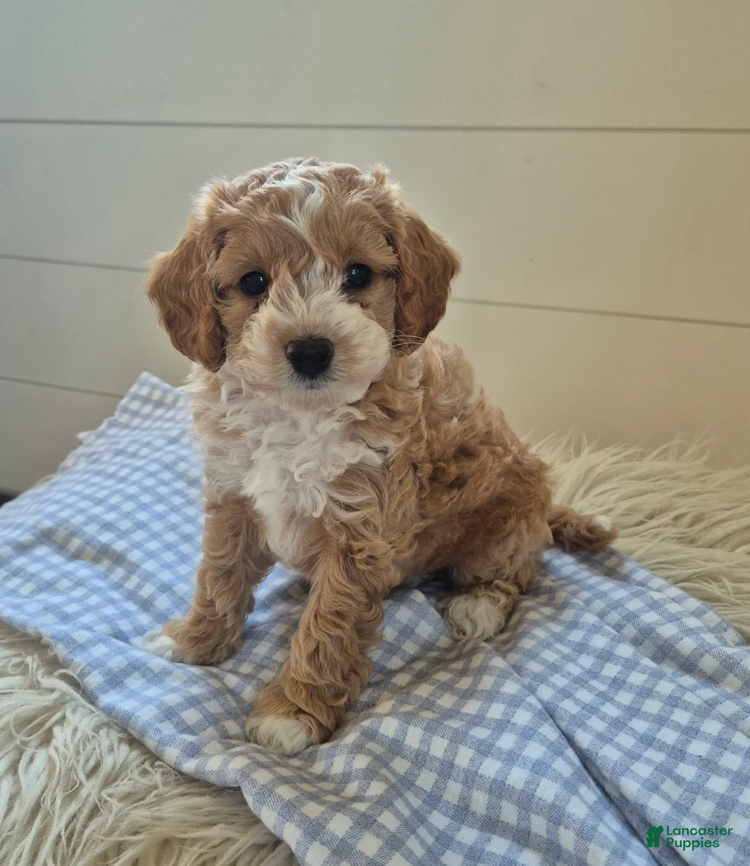 Cockapoo dogs for sale: Theo - Ad 2