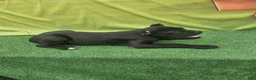 Cane Corso dogs for sale: MELLO - Ad 13