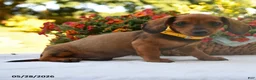 Dachshund dogs for sale: Buddy - Ad 3
