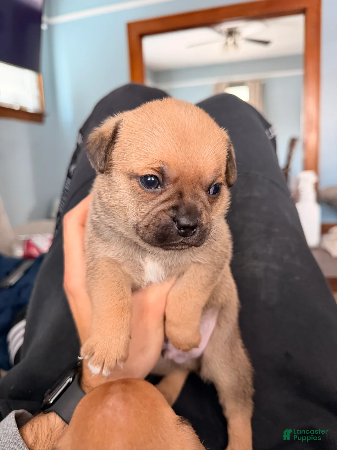 Mixed Breed dogs for sale: Chug puppies - Ad 1
