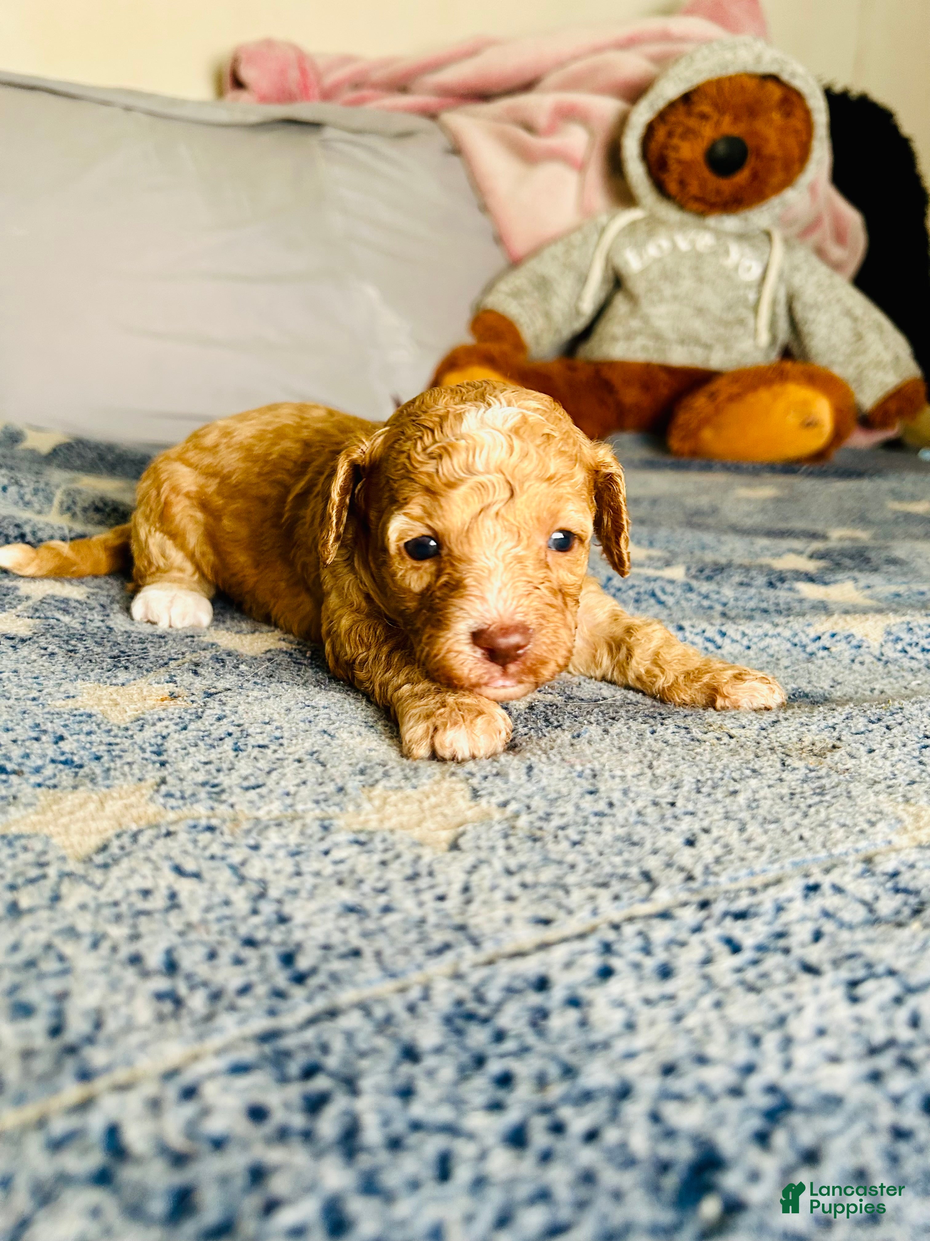 Cavapoo dogs Chanel - Ad 14