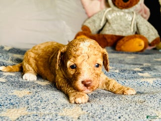 Cavapoo dogs Chanel - Ad 16