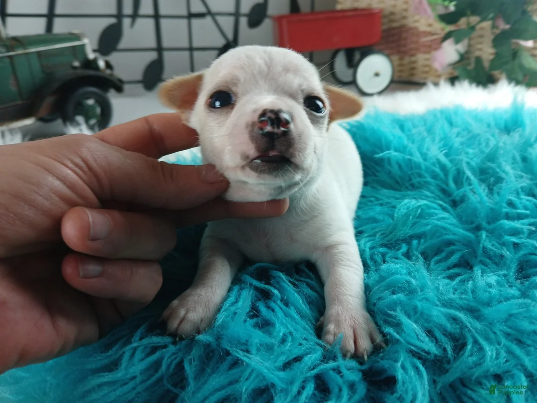 Chihuahua dogs for sale: Cece's white boy, NATIONWIDE DELIVERY  - Ad 1