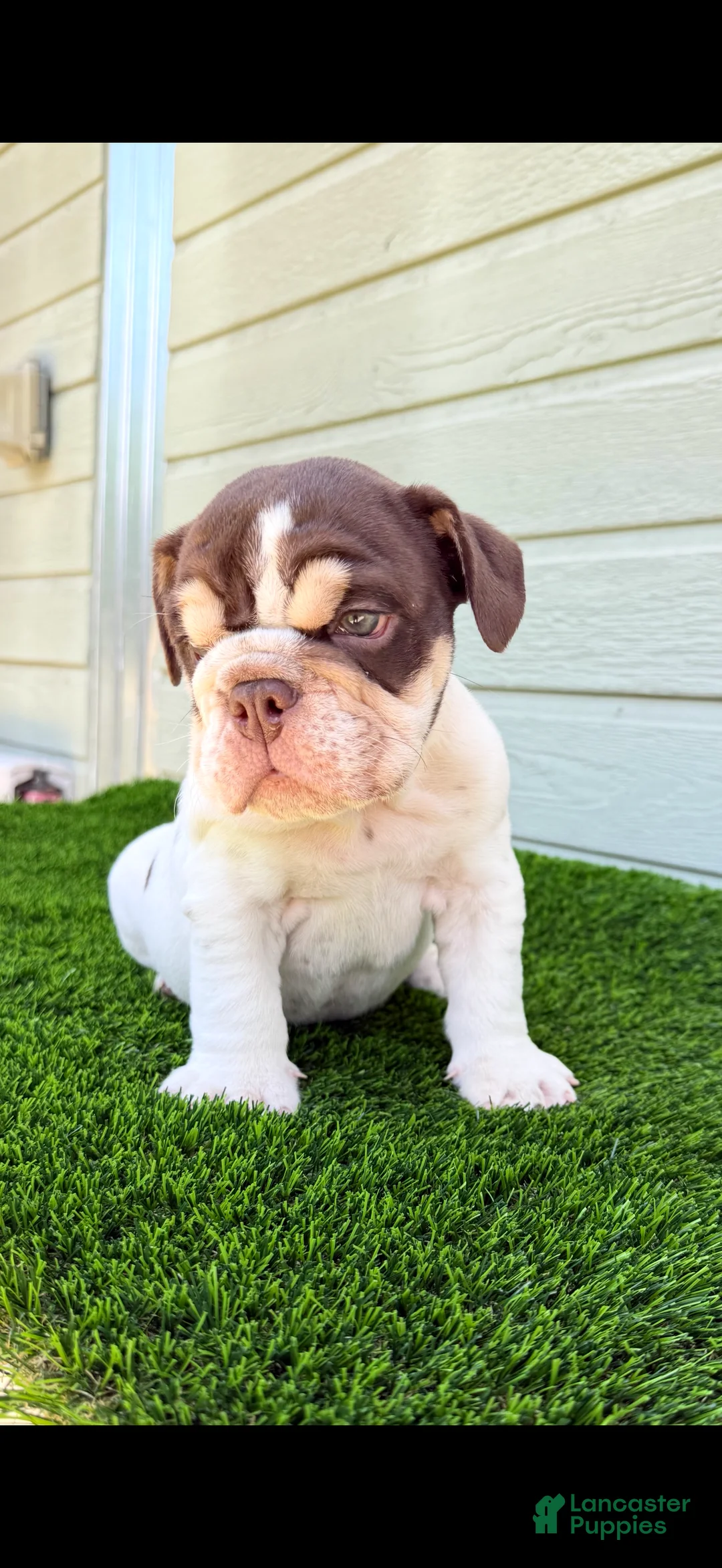 English Bulldog dogs for sale: English Bulldog 1 - Ad 2