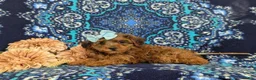 Yorkiepoo dogs for sale: Aurora - Ad 4