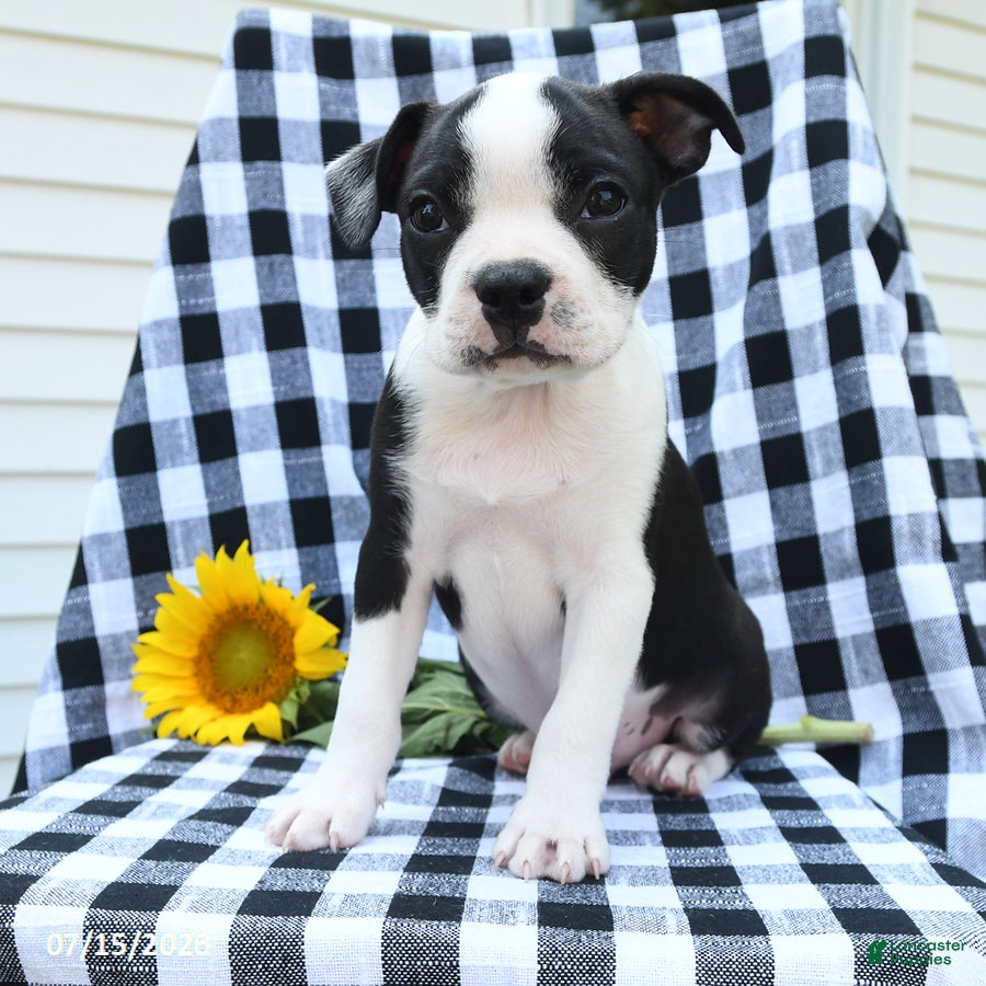 Boston Terrier dogs Zeb  - Ad 2