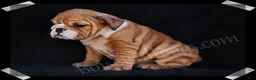 English Bulldog dogs for sale: Brown Sugar - Ad 6