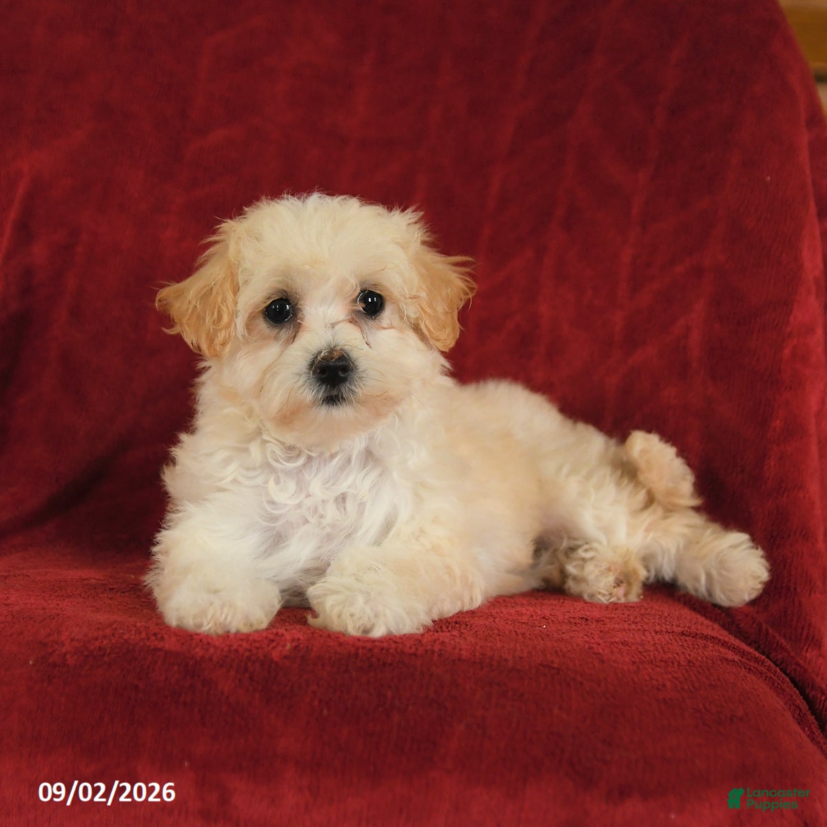 Maltipoo dogs Nora - Ad 2