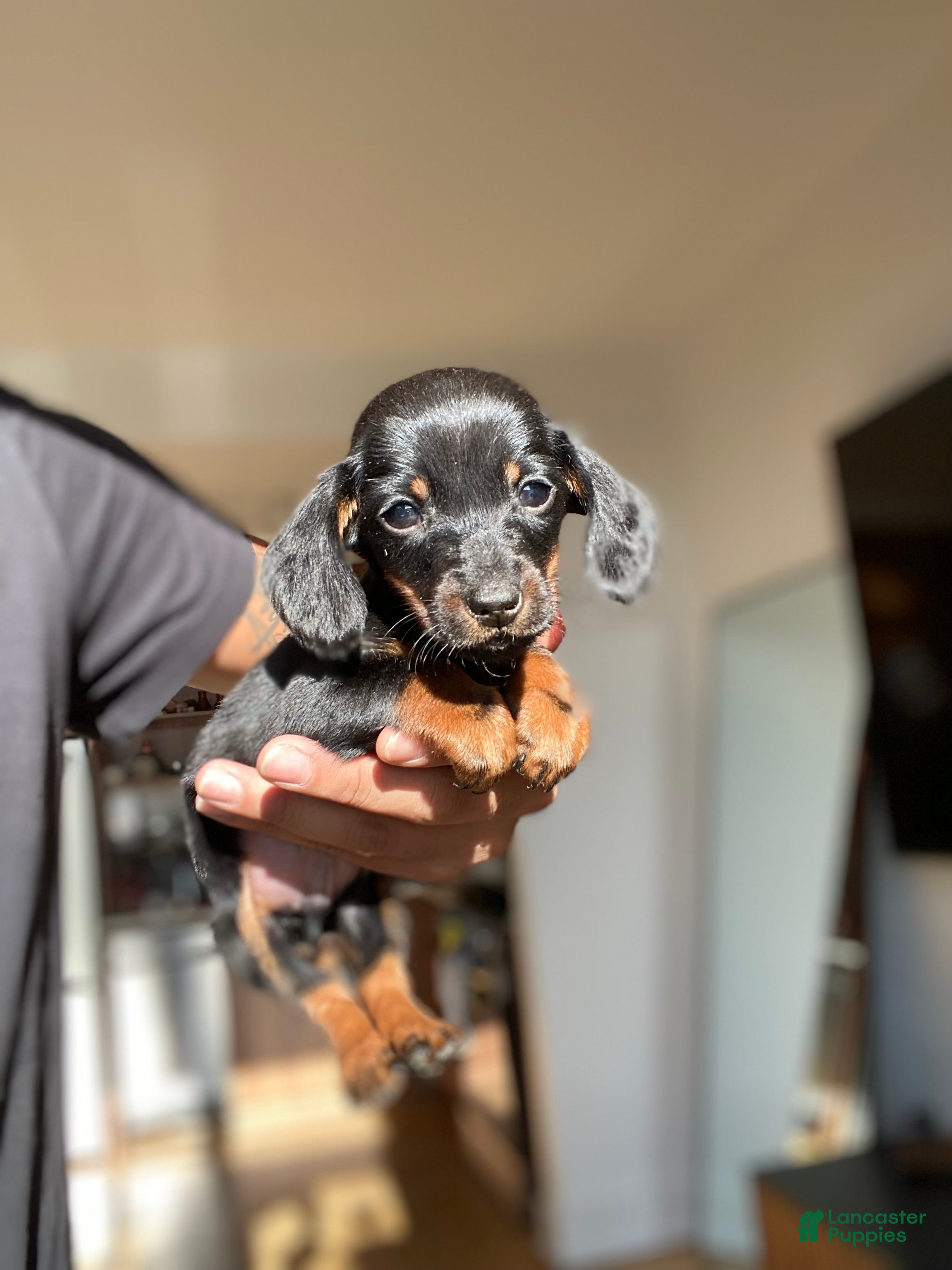 Miniature Dachshund dogs Mickey - Ad 38