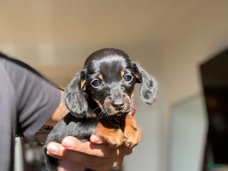 Miniature Dachshund dogs Mickey - Ad 16