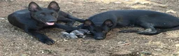 Belgian Malinois dogs for sale: Stud muffin #1 - Ad 4