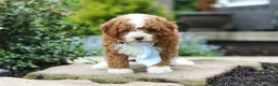 Cavapoo dogs for sale: Frankie - Ad 4