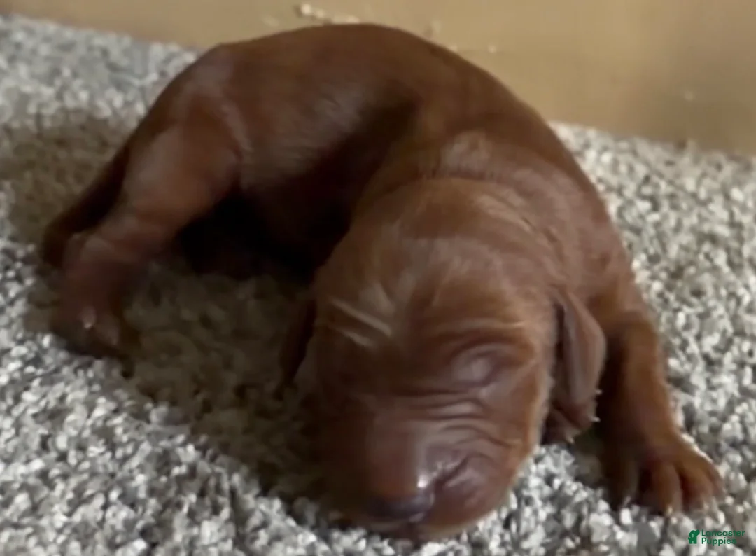 Irish Setter dogs for sale: Irish Setter 1 - Ad 1