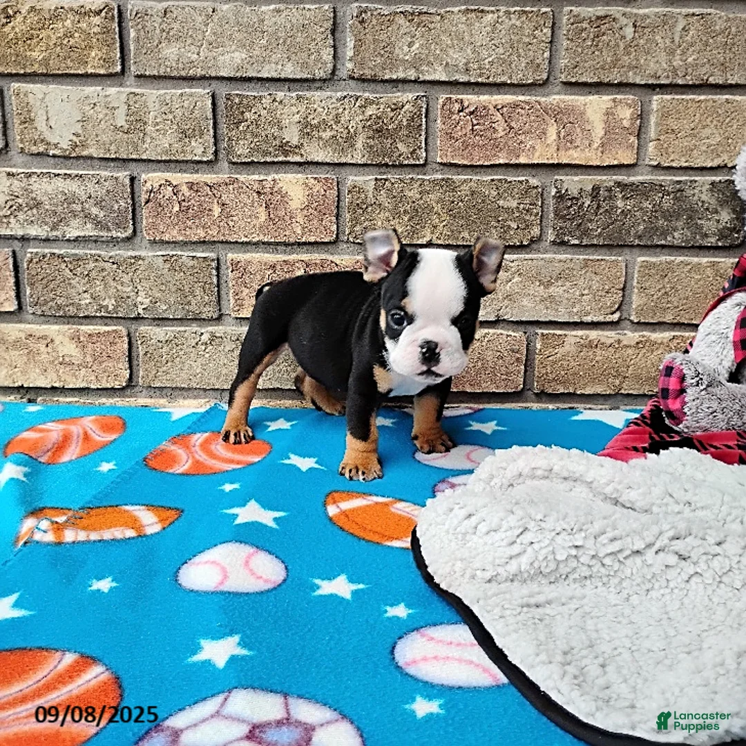 English Bulldog dogs for sale: Reuben - Ad 15