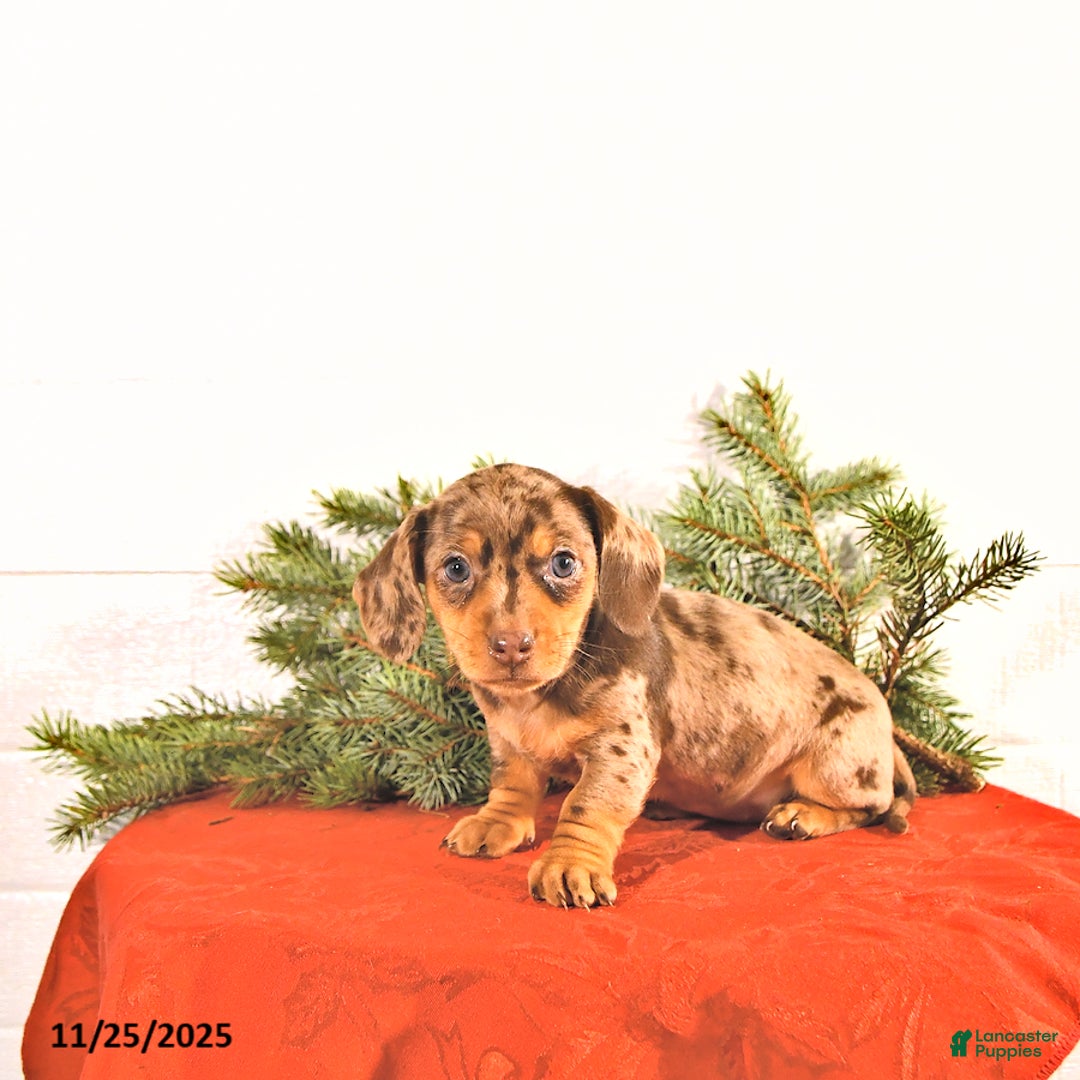 Miniature Dachshund dogs for sale: Sugar - Ad 3
