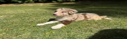 Border Collie dogs for sale: Border Collie Puppy 3 - Ad 5