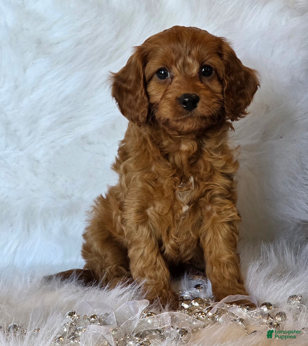 Cavapoo dogs for sale: Taylor - Ad 5