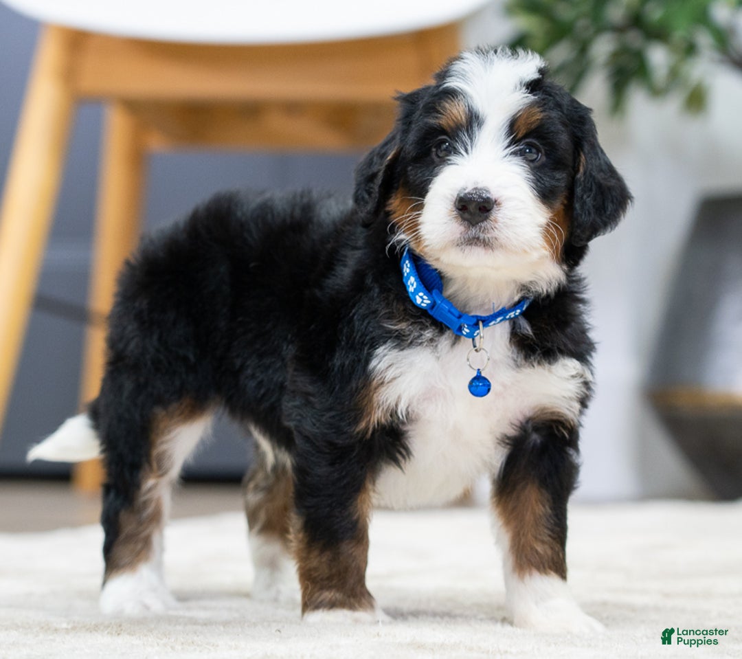 Mini Bernedoodle dogs for sale: Archy - Ad 5