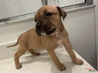 American Bully dogs Puppy 1 Female - Ad 5