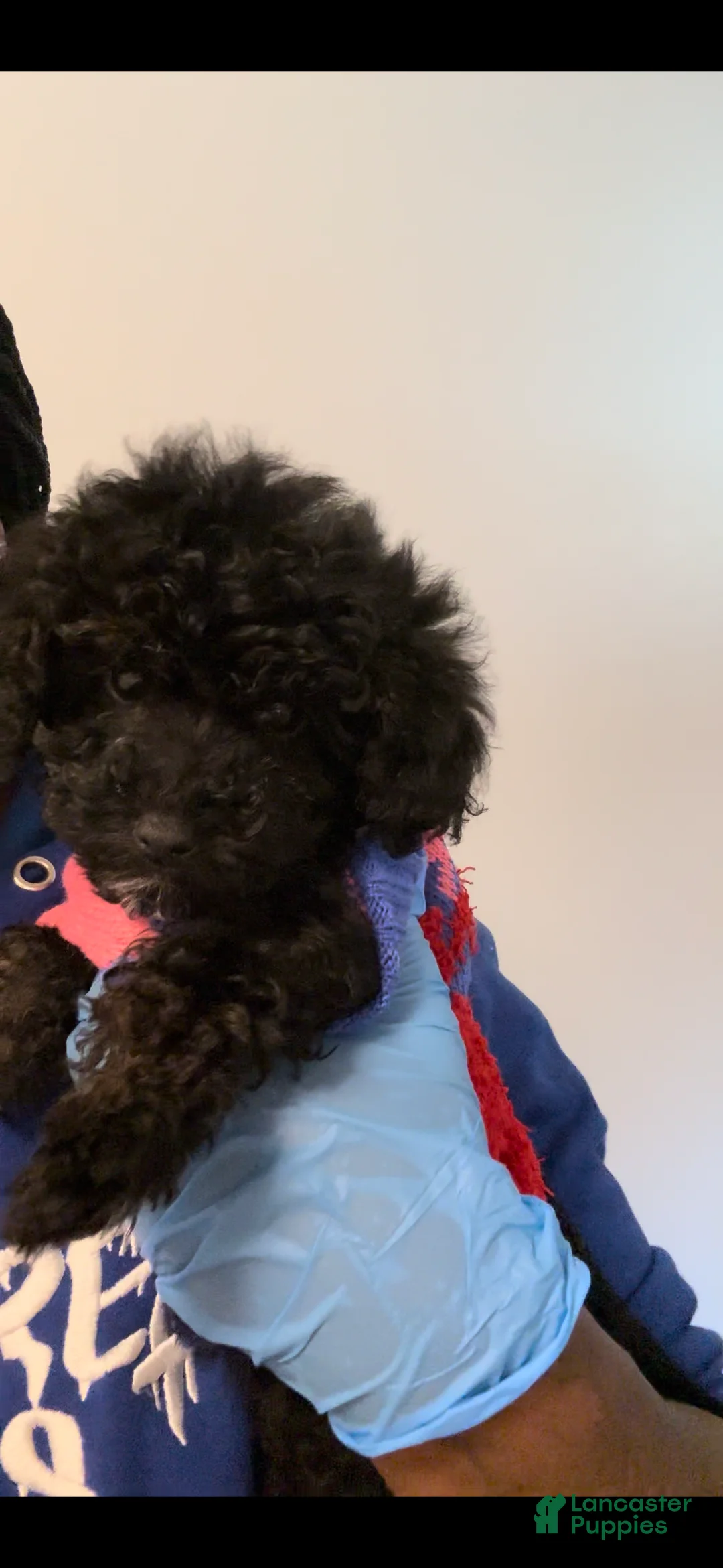 Mini Goldendoodle dogs for sale: Mini Goldendoodle ‘Stormy’ - Ad 1