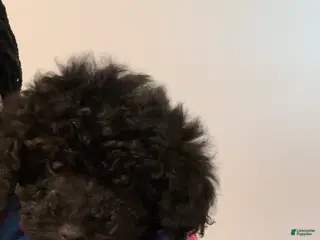 Mini Goldendoodle dogs Mini Goldendoodle ‘Stormy’ - Ad 12