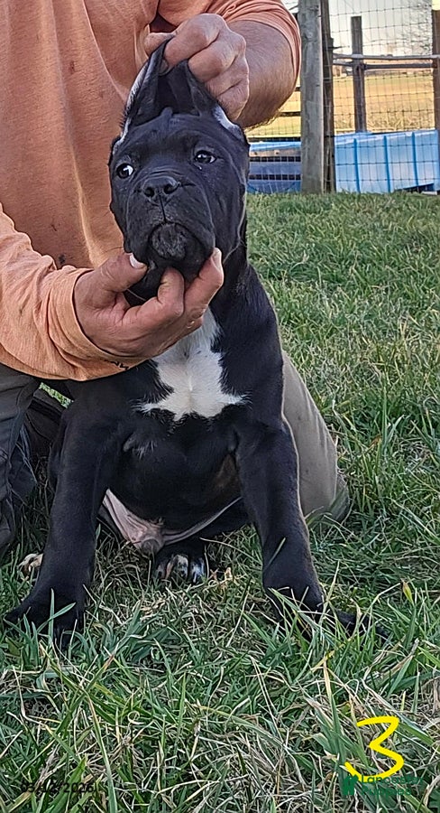 Cane Corso dogs Arthur - Ad 2