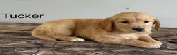 Golden Retriever dogs for sale: Tucker - Ad 1