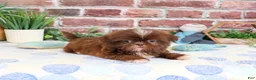 Shih Tzu dogs for sale: Diego - Ad 3