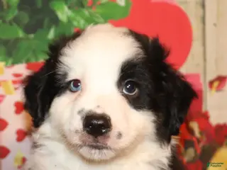 Miniature Australian Shepherd dogs for sale: Trent - Ad 1