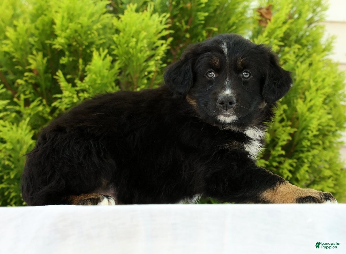 Australian Shepherd dogs for sale: Skyler - Ad 5