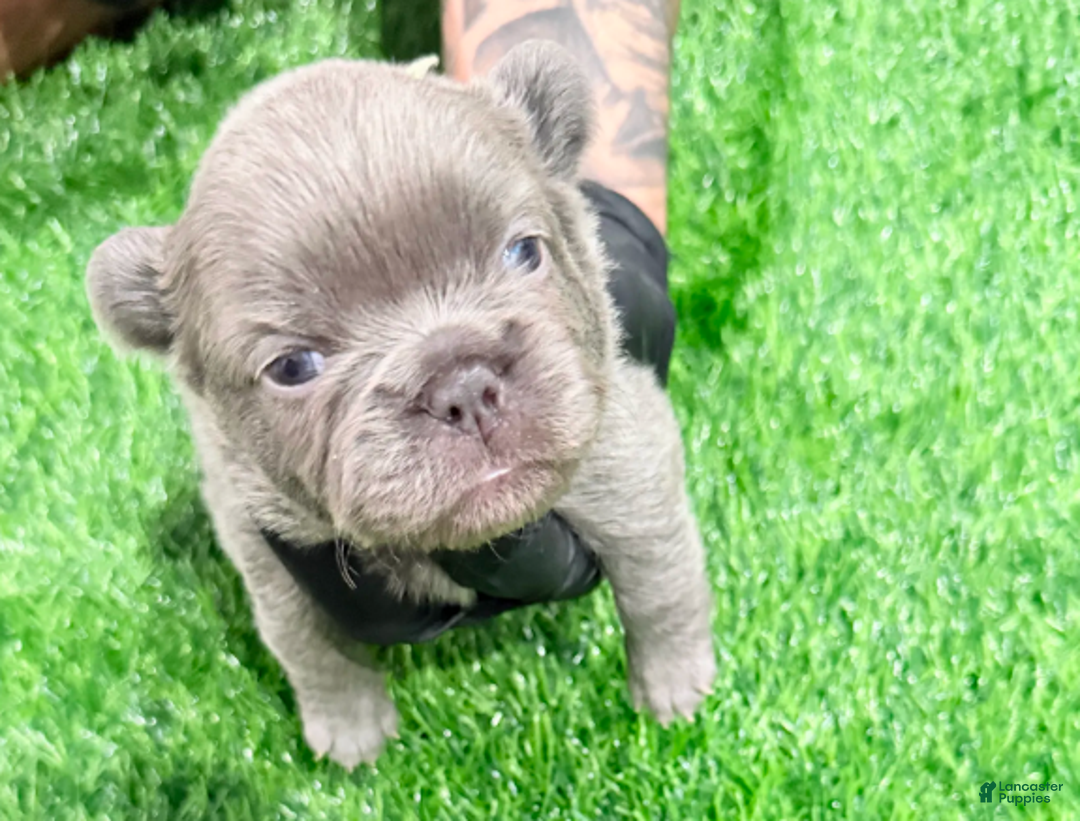 French Bulldog dogs for sale: Feliz - Ad 18